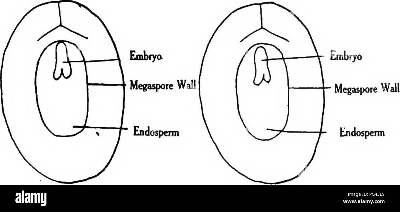 . Plant genetics . Heredity; Mendel's law; Plant breeding. Angiospenn Egg Fusion Nucleus Old Megaspore Wall, Inclosing Female Gametophyte OVULE. Gymnospenn Angiospenn SEED Fig. 34.—Diagrams contrasting young ovules and mature seeds of gymnosperms and angiosperms. gametophyte tissue; fertiUzation affects the egg only, resulting in a sporophyte embryo. In the seed, there- fore, the embryo is imbedded in nutritive tissue which is. Please note that these images are extracted from scanned page images that may have been digitally enhanced for readability - coloration and appearance of these illustra Stock Photo