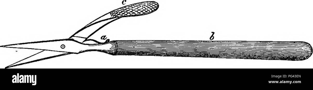 . A practical treatise on the use of the microscope, including the different methods of preparing and examining animal, vegetable, and mineral structures. Microscopes; Microscopy. DISSECTING INSTRUMENTS. 345 wedge open certain closed parts without the risk of cutting them. Scissors in which the blades are curved, as shown at D or at E in fig. 227, are also very necessary. Cutting Forceps.—This instrument, the invention of Mr. William Valentine, is represented by C, fig. 227; the sides are rivetted at the end, as those of the ordinary forceps, but the cutting part consists of two scissor-shaped Stock Photo