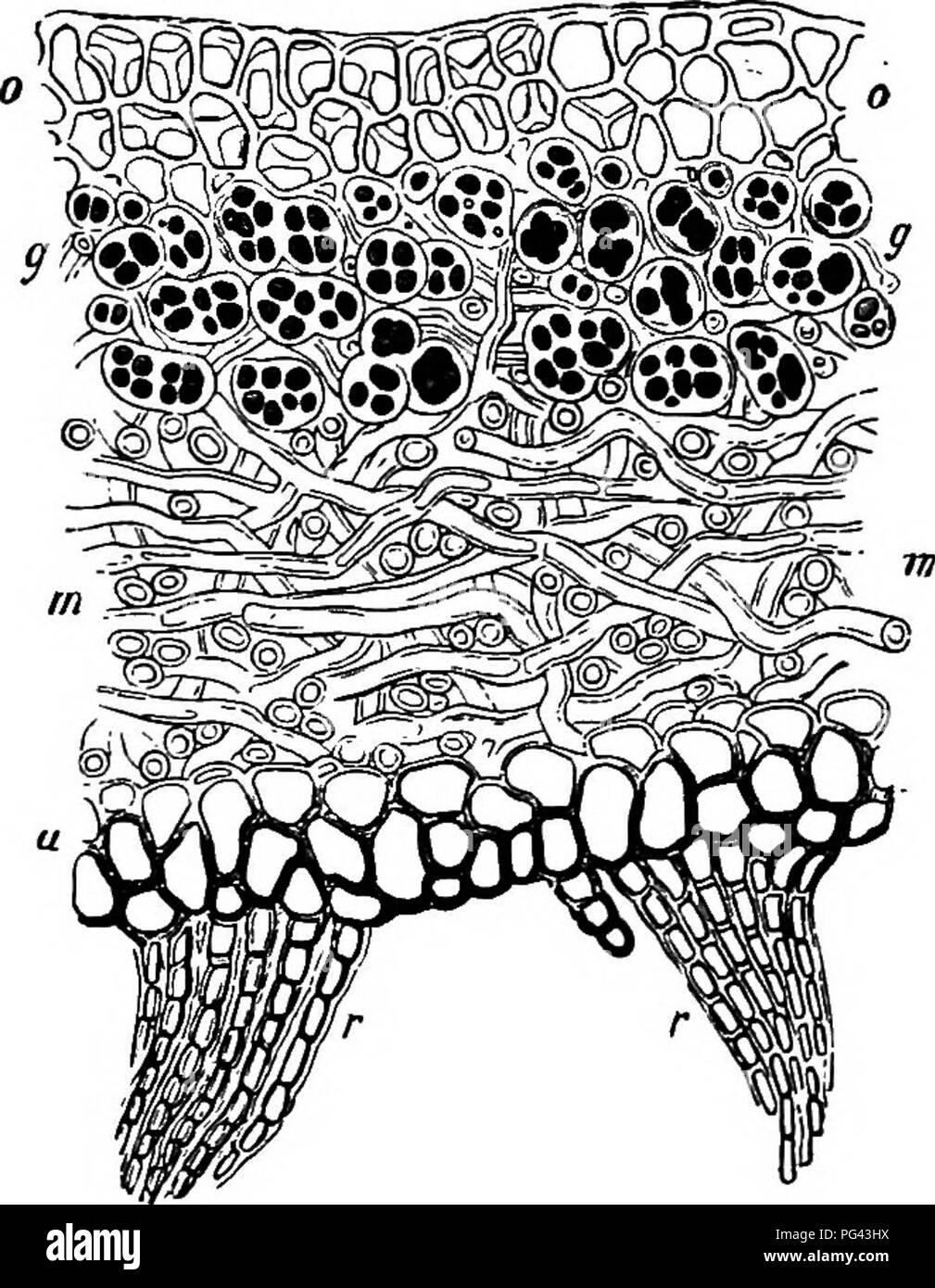 Gelatinous membrane hires stock photography and images Alamy