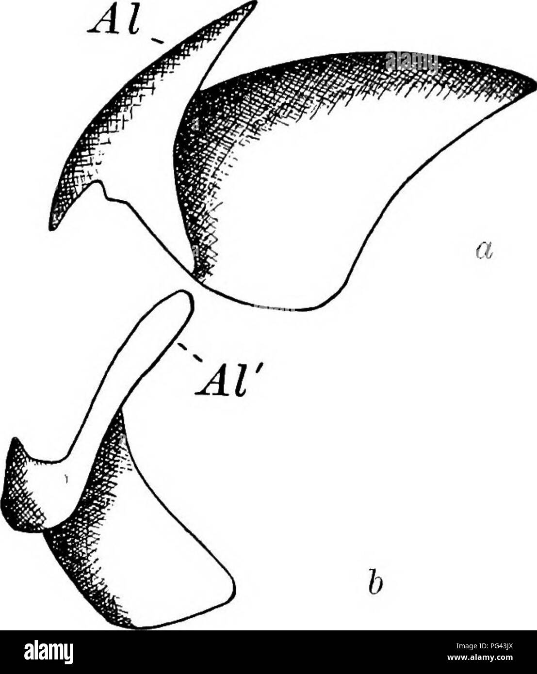 . The anatomy of the common squid, Loligo pealii, Lesueur. Squids; Mollusks. 31 cutting edge of the jaw. This edge is drawn up into a strong median tooth which is flanked by a pair of small notches. The pharyngeal muscles are attach- ed to the adjacent surfaces of the lamellae of each jaw and fill the narrow space between them. The jaws grow constantly by additions to their margin's and to their unexposed surfaces. They are marked by two sets of fine striae, the lines of growth, one set concentric with the point of the jaw and one set radiating from it. The jaws are brown- ish-black on the cut Stock Photo