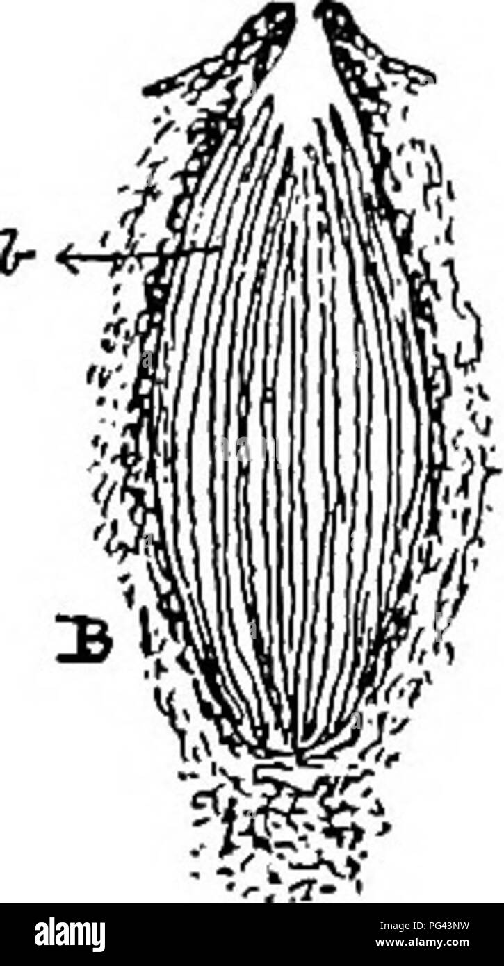 . The diseases of crops and their remedies : a handbook of economic biology for farmers and students. Plant diseases. Fig. 41.—GUiviceps purpurea. A. A section ttirongli tlie spherical head of the fangiis, showing a number of conceptacles (a), x about 11 diam. B. A section of a conceptacle, showing a number of asci (b), x 95 diam. {Zeiss' B, and 2oc.). C. A sporidium. x 270 diam. (Zeiss' B, and loc). conidia (Fig. 40 b). This early condition was at one time considered to be a parasite of ergot; but it has been demonstrated that the so-called Oidium abortifaciens is nothing more than an early s Stock Photo