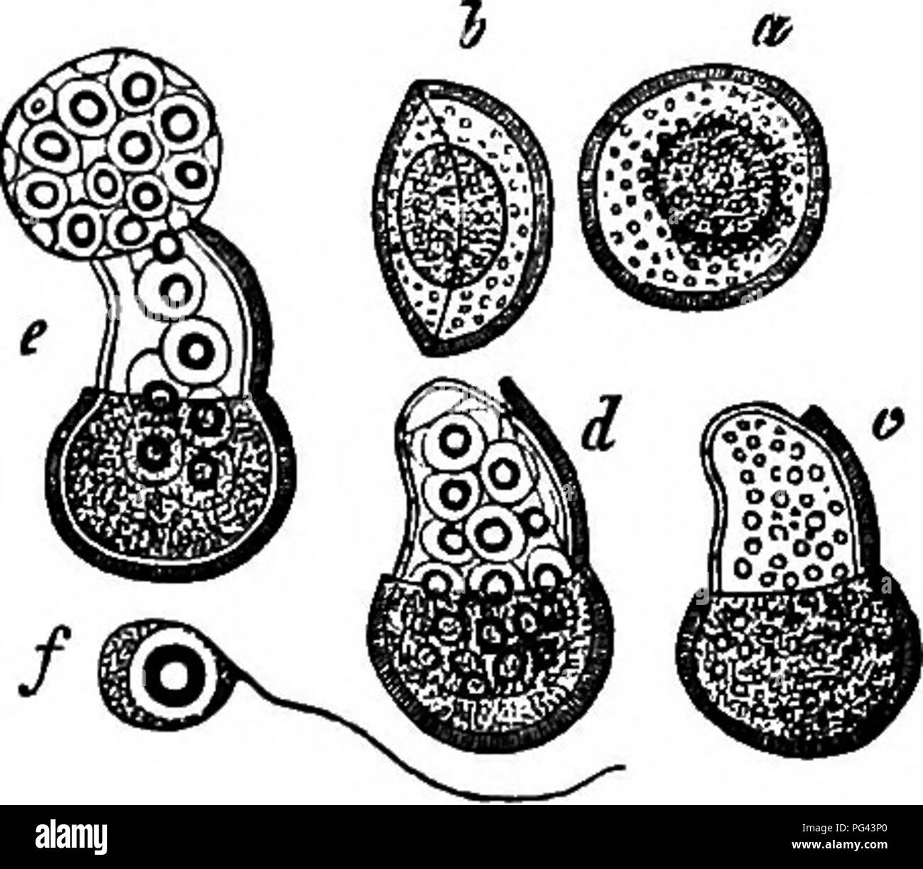 . Comparative morphology and biology of the fungi, mycetozoa and bacteria . Plant morphology; Fungi; Myxomycetes; Bacteriology. Fig. S3. Phytophthora infestans, Mont, a a sporangium lying in water alter the division is complete, b escape of the lo swarm- spores from the sporangium. £-spores in the motile state, rf spores at rest and beginning to germinate. Magn. 390 times. Fig. 54. Cladochytrium Iridis. a resting- spore with a brown membrane seen from the broad side, b the same rotated through 90°, in the centre is a large fatty spherical body. c-€ successive stages of germination of a single Stock Photo