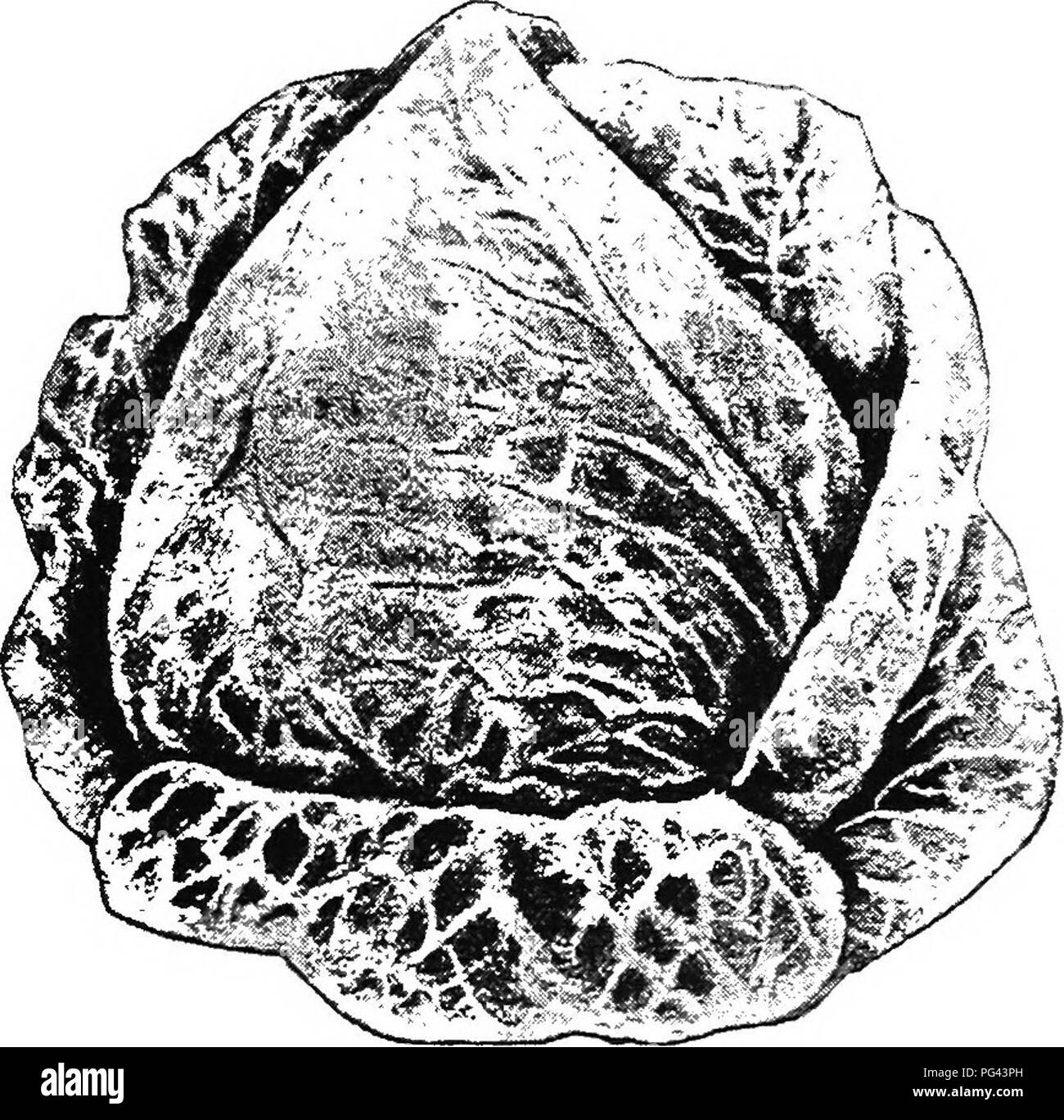 Cabbage Cauliflower And Allied Vegetables From Seed To Harvest Vegetable Gardening Cabbage Cauliflower Cabbage 55 Neither One So Liable To Variation When The Conditions Of Soil Are Uncongenial We