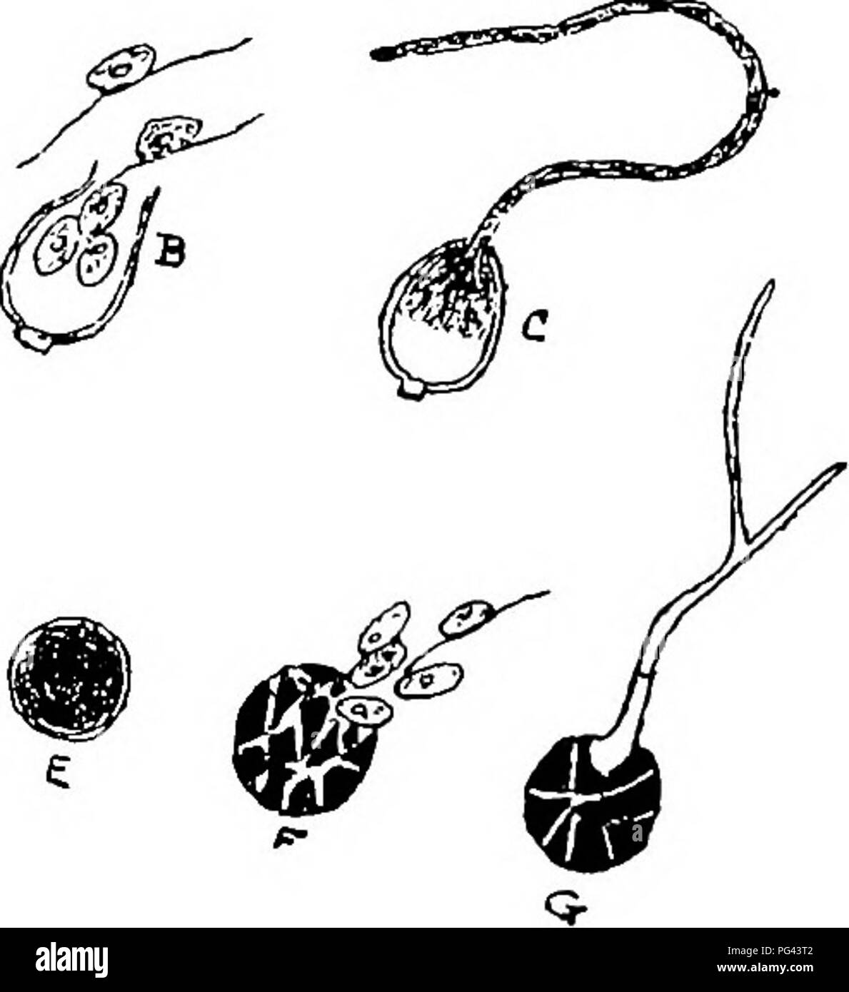 . The diseases of crops and their remedies : a handbook of economic biology for farmers and students. Plant diseases. HOOT CROPS. 53 22 D); and to reproductive organs (Fig. 22 F) within the host-plant. The protoplasm of the conidia either divides or gives rise to a hypha or &quot; germ tube &quot; (Fig. 23). When it divides it produces a number of zoospores provided with cilia (filaments) (Fig. 23 B). The zoospores float about in the atmosphere and thereby spread the disease. Ulti- mately the cilia disappear, and the zoospores settle down upon the leaves of the potato plant, giving rise to ano Stock Photo