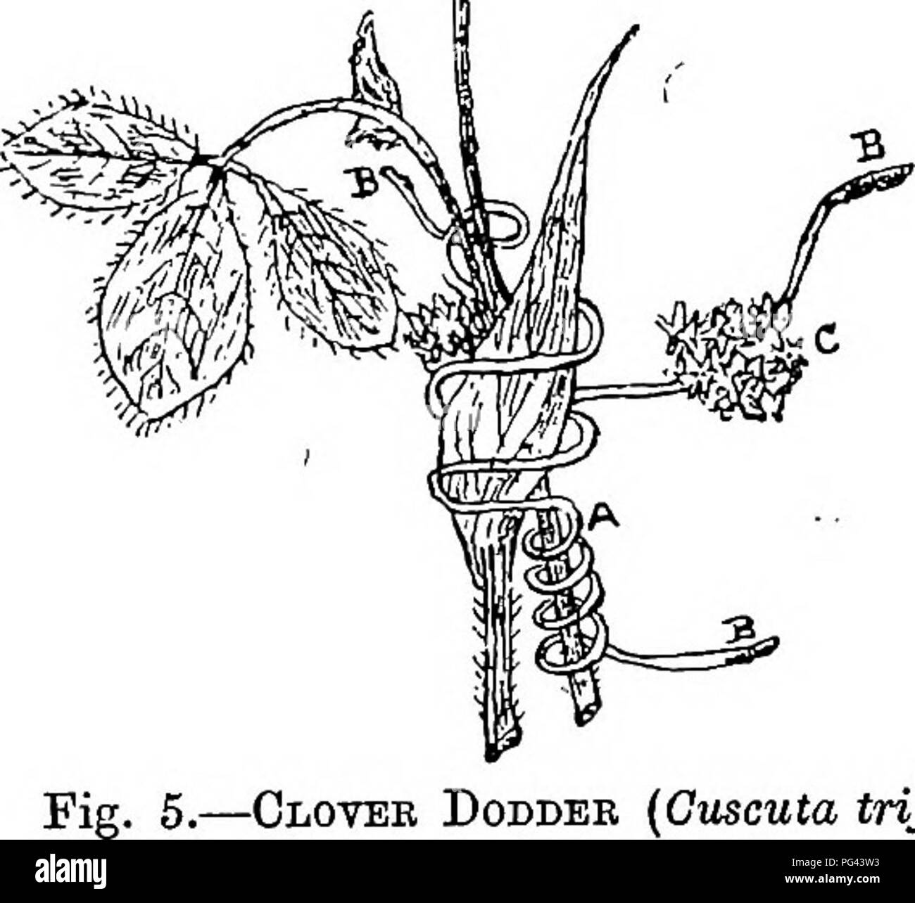 . The diseases of crops and their remedies : a handbook of economic biology for farmers and students. Plant diseases. LEGUMINOUS CBOPS. 21 The twining stem of dodder is of a yellowisti colour, containing (in the spring and summer) clusters of pLnkish, funnel-shaped flowers, and is provided with suckers (Mg. 5 B) which are used for extracting nourishment from the host upon which it lives. The seeds of dodder have a rough surface, and are smaller than those of the clover plant. The seeds of both clover and dodder are of a brown colour, but the former have a smooth surface.. Cloyee Dodder (Gxiscu Stock Photo