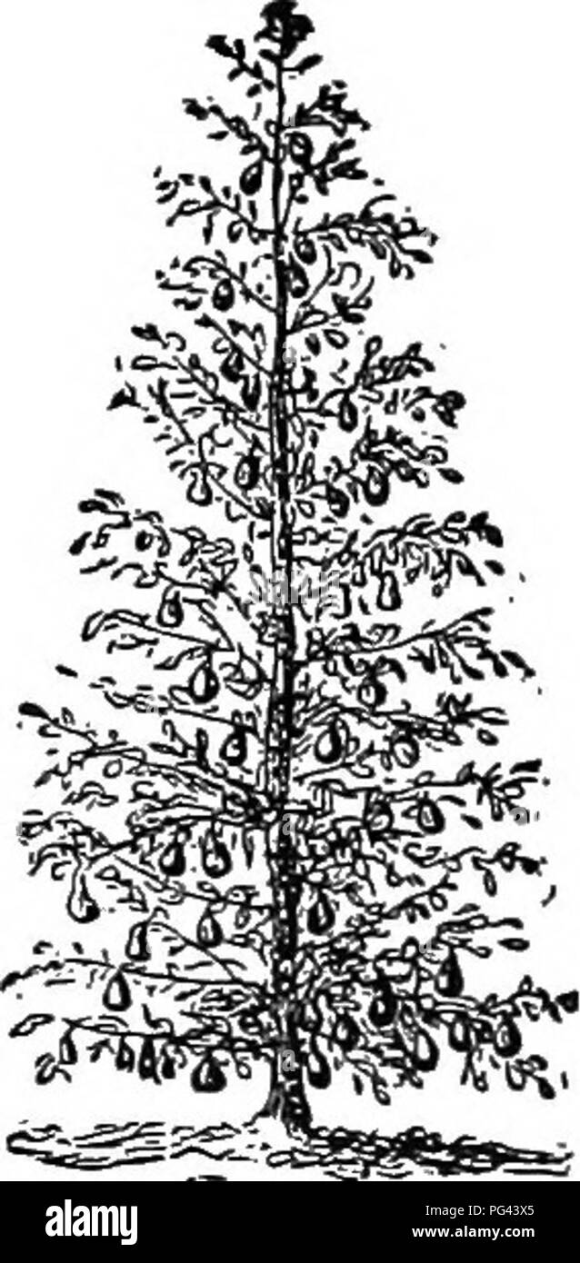 . Fruit-gardening : containing complete practical directions for the selection, propagation and cultivation of all kinds of fruit . Fruit-culture. Fig. D- How to produce a Dwarf Pcar-Tree. Fig. E. Dwarf rear-Tree. Figure D represents a four-year pyramidal tree, pruned three times, each section being shown by the %ures 1, 2, 3; and the lines across the branches represent the point where the knife is to be applied at the next praning. Figure E represents a tree loaded with fruit, after the top has been pruned in the pyramidal form. Such trees are kept Ib form from year to year, by cutting and pu Stock Photo