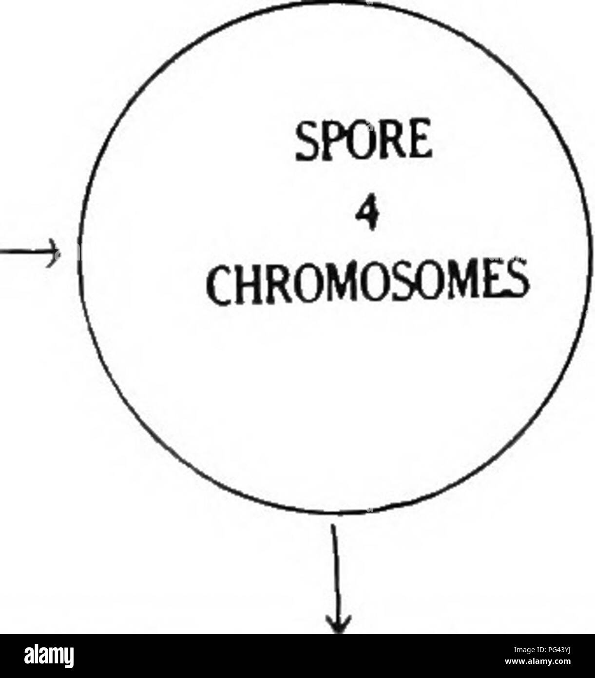 Mendel's law chromosomes hires stock photography and images Alamy