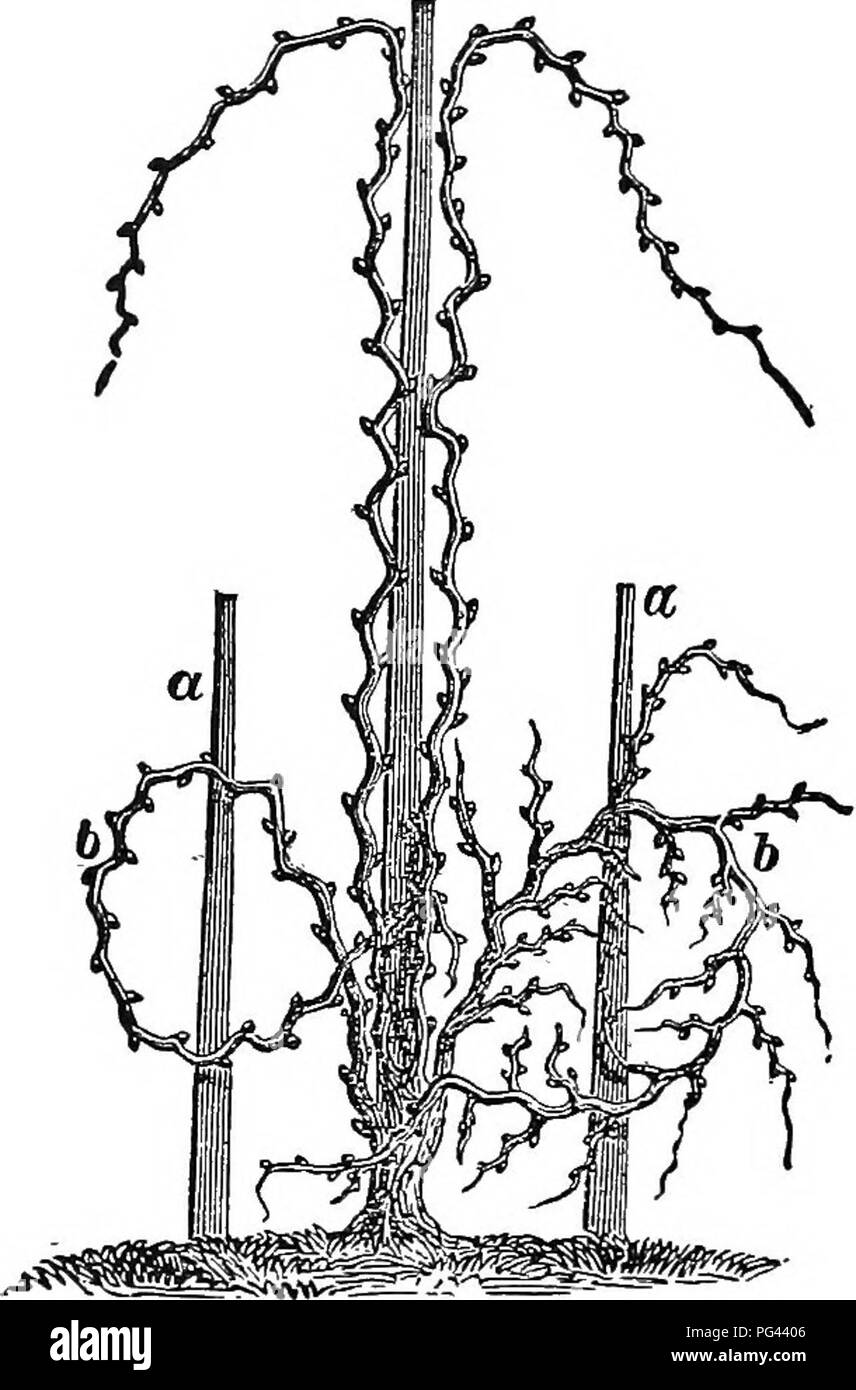 Muscat blanc grapes Black and White Stock Photos & Images Alamy