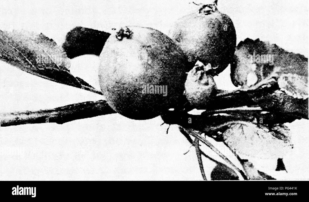. The apple-tree . Apples. 8. May 31—The success and failure. Please note that these images are extracted from scanned page images that may have been digitally enhanced for readability - coloration and appearance of these illustrations may not perfectly resemble the original work.. Bailey, L. H. (Liberty Hyde), 1858-1954. New York : Macmillan Stock Photo