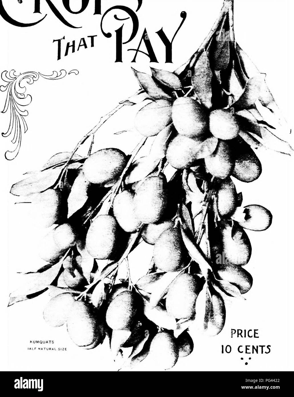 . Crops that pay : pecans, figs, mangoes, avocados, kumquats . Pecan; Fruit-culture. PRICE 10 CENT5 By HArthur Dygert. Drexel Building, Philadelphia, u.s.a.. Please note that these images are extracted from scanned page images that may have been digitally enhanced for readability - coloration and appearance of these illustrations may not perfectly resemble the original work.. Dygert, Henry Arthur, 1856-. Philadelphia : H. A. Dygert Stock Photo