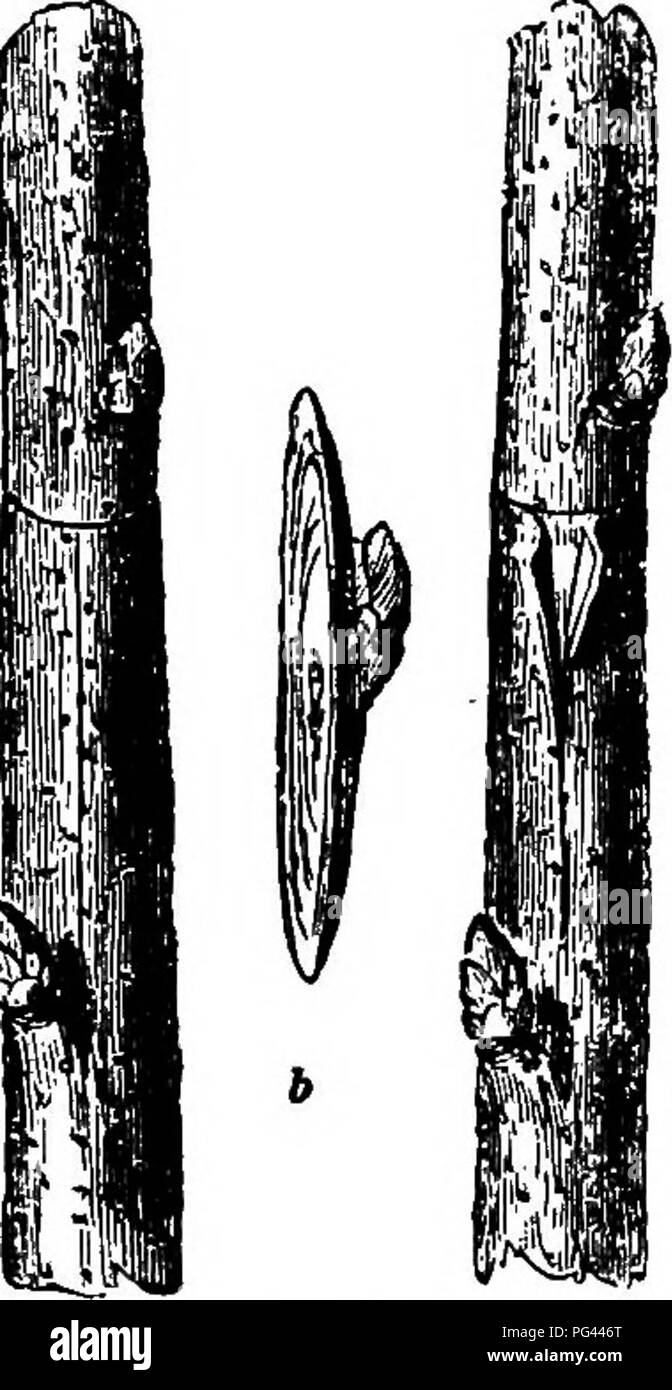 . American pomology : apples . Apples. PEOPAGATION. Ill Bcion by the same knife, which is entered half an inch above the bud, and drawn downward about one-third the diameter of the scion, and brought out an equal distance below the bud; this makes the shield, or bud. The authorities direct that the wood should be removed from the shield before it is inserted; this is a nice operation, requiring some dexterity to avoid injuring the base of the bud, )l fl If'IB '^hich constitutes its connection ' J&quot; flMi. y,-it]i the medulla or pith within the stick. The base of the bud m PL liirH '® repr Stock Photo