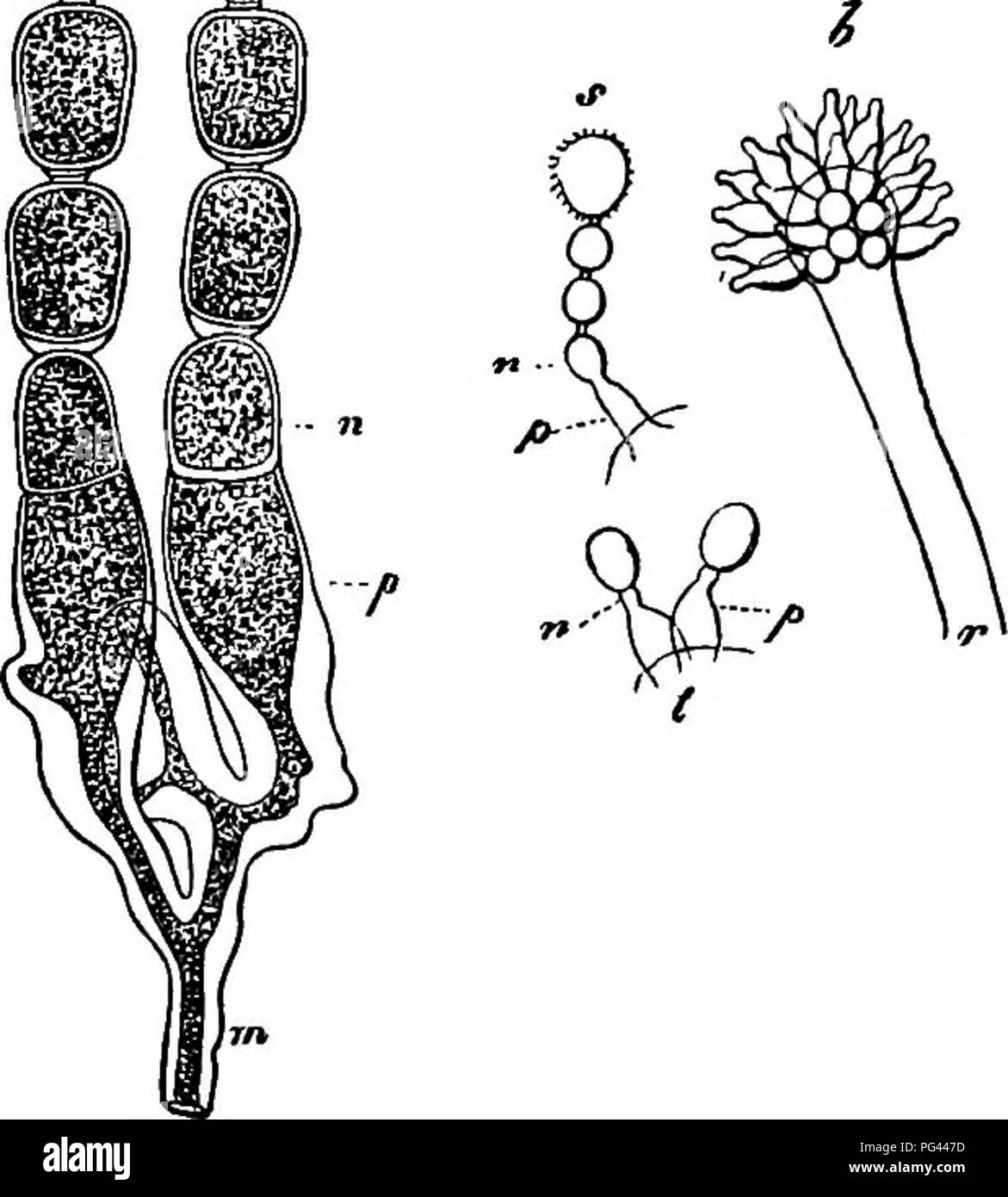 . Comparative morphology and biology of the fungi, mycetozoa and bacteria . Plant morphology; Fungi; Myxomycetes; Bacteriology. 66 DIVISION I.—GENERAL MORPHOLOGY. In the simple successive serial or concatenate forms the abjunction is repeated beneath the insertion of each propagative cell in the same direction and in the same form as in the case of the first cell. If the line of abjunction in that case was broad and transverse, the extremity of the sporophore beneath the youngest spore elongates to a definite extent and abjunction again takes place by formation of a new trans- verse wall; if t Stock Photo