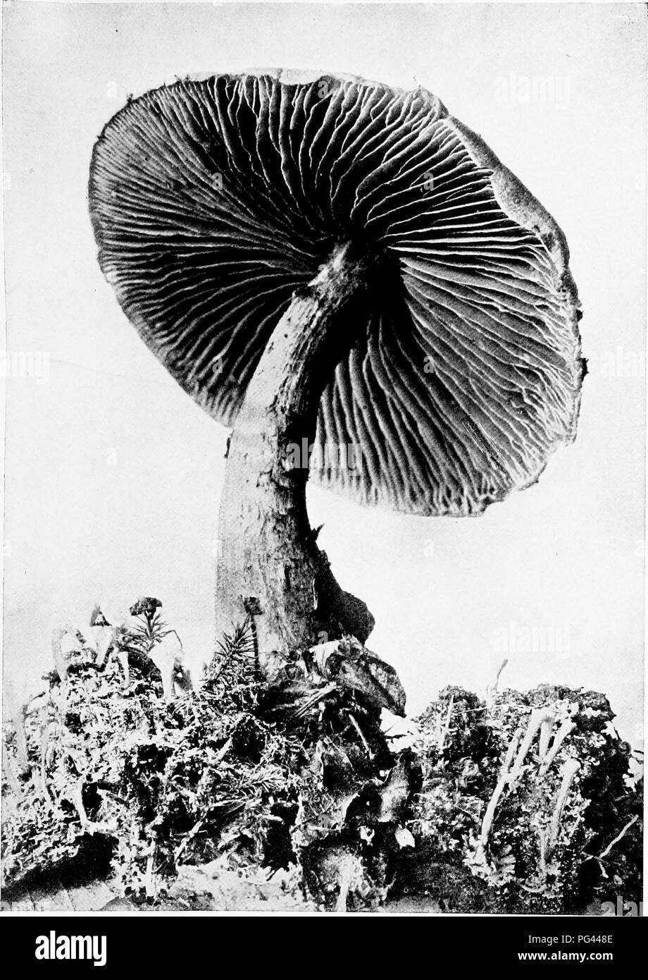 . The mushroom book. A popular guide to the identification and study of our commoner Fungi, with special emphasis on the edible varieties. Mushrooms; Cookery (Mushrooms); cbk. ZONED CORTINARIUS {Coriinarius armzllaius^ A. &amp; S., Fr.) Cap cinnamon-brown; gills paler than cap ; stem light brown with fibrous zones of red. See Genus, p. 85. Please note that these images are extracted from scanned page images that may have been digitally enhanced for readability - coloration and appearance of these illustrations may not perfectly resemble the original work.. Marshall, Nina L. (Nina Lovering). Ne Stock Photo