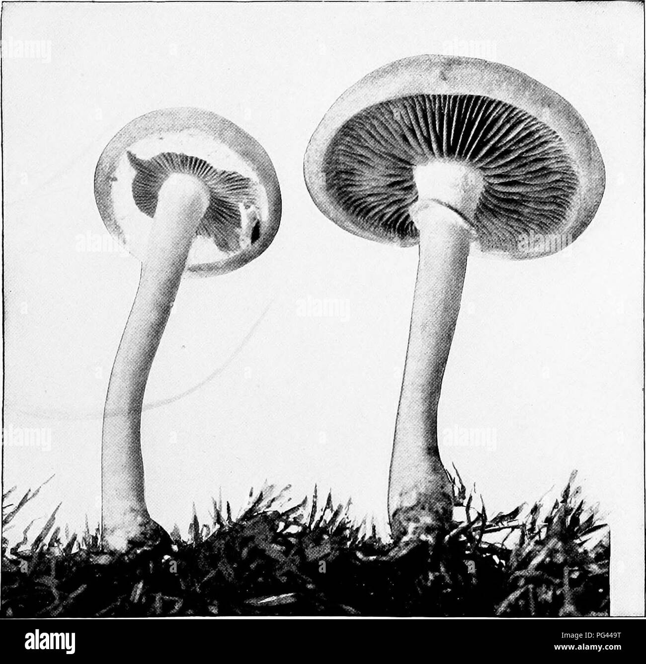 . The mushroom book. A popular guide to the identification and study of our commoner Fungi, with special emphasis on the edible varieties. Mushrooms; Cookery (Mushrooms); cbk. IVORY HYGROPHORUS (EDIBLE) {Hy^opkorus eburneus^ Fries) Reduced. Cap diam., i inch ; stem length, 2%. inches See page 61. EARLY PHOLIOTA (EDIBLE) {Pkoliota pracox^ Pers.) Reduced. Nat. size: Cap diam., 2% inches; stem length, z% inches.. Please note that these images are extracted from scanned page images that may have been digitally enhanced for readability - coloration and appearance of these illustrations may not perf Stock Photo