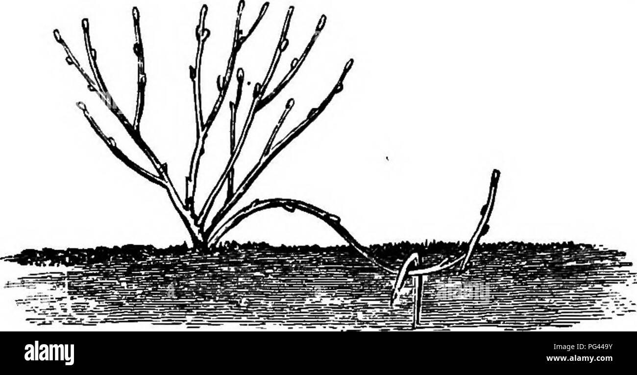 . American pomology : apples . Apples. Fig. 3.—PROPAGATING THE GBAPE BT lAYEBJUO. branch is then taken up and the several plants are separat- ed, when it will be found that the best roots are chiefly from the lower joints of the new wood, rather than from the old canes that were laid down in the spring.. Fig. 4.—^LATBRING THE QUINCE. Quinces are considerably increased by a sort of layer- ing, as the twigs emit roots very freely; they are often bent down, slightly twisted, or not, as the case may be, and covered with mellow soil, when they readily emit roots.. Please note that these images are  Stock Photo