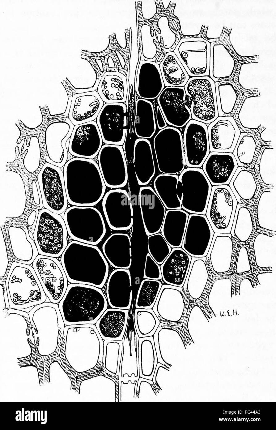 . The fungal diseases of the common larch . Larches. 96 HEART-ROT The dense blackness of the patches makes it impossible to observe the details of development in this stage until. Fig. 34.—Black speck in the wood of the larch caused by Fames amiosus. Transverse section ( X 600). the black pigment has been removed. But the fact that these dark-walled hyphae are bleached by the action of almost any acid makes investigation possible. Convenient. Please note that these images are extracted from scanned page images that may have been digitally enhanced for readability - coloration and appearance of Stock Photo