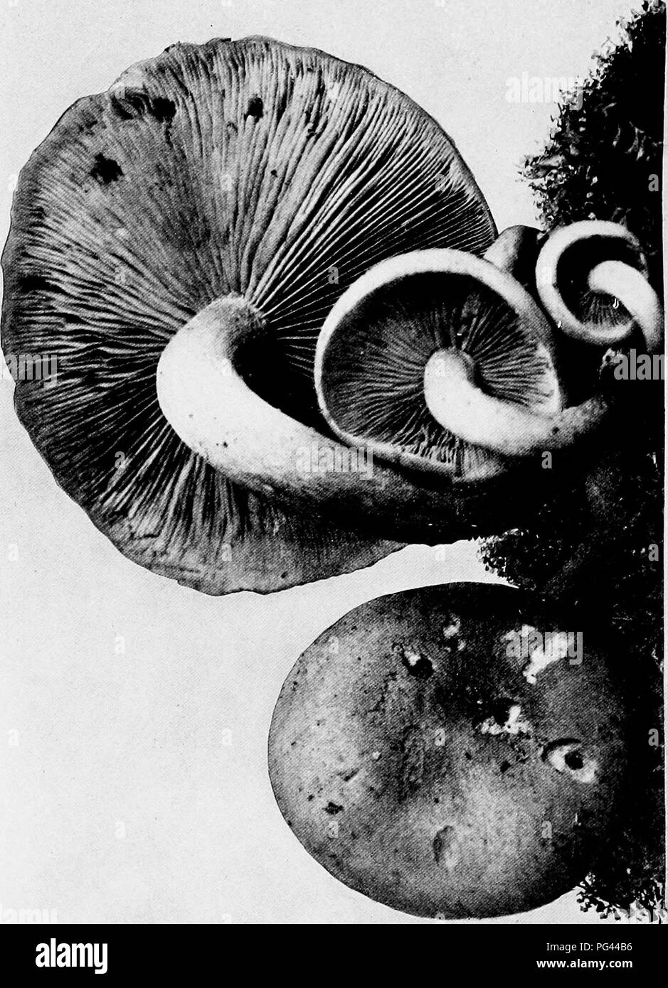 . The mushroom book. A popular guide to the identification and study of our commoner Fungi, with special emphasis on the edible varieties. Mushrooms; Cookery (Mushrooms); cbk. â â â 'â .. i/l'j. a. ^ . '- 1 .1 ^ '' â¢3 y S a a S Â« m ^ O ^ -2. Please note that these images are extracted from scanned page images that may have been digitally enhanced for readability - coloration and appearance of these illustrations may not perfectly resemble the original work.. Marshall, Nina L. (Nina Lovering). New York, Doubleday, Page &amp; Co. Stock Photo