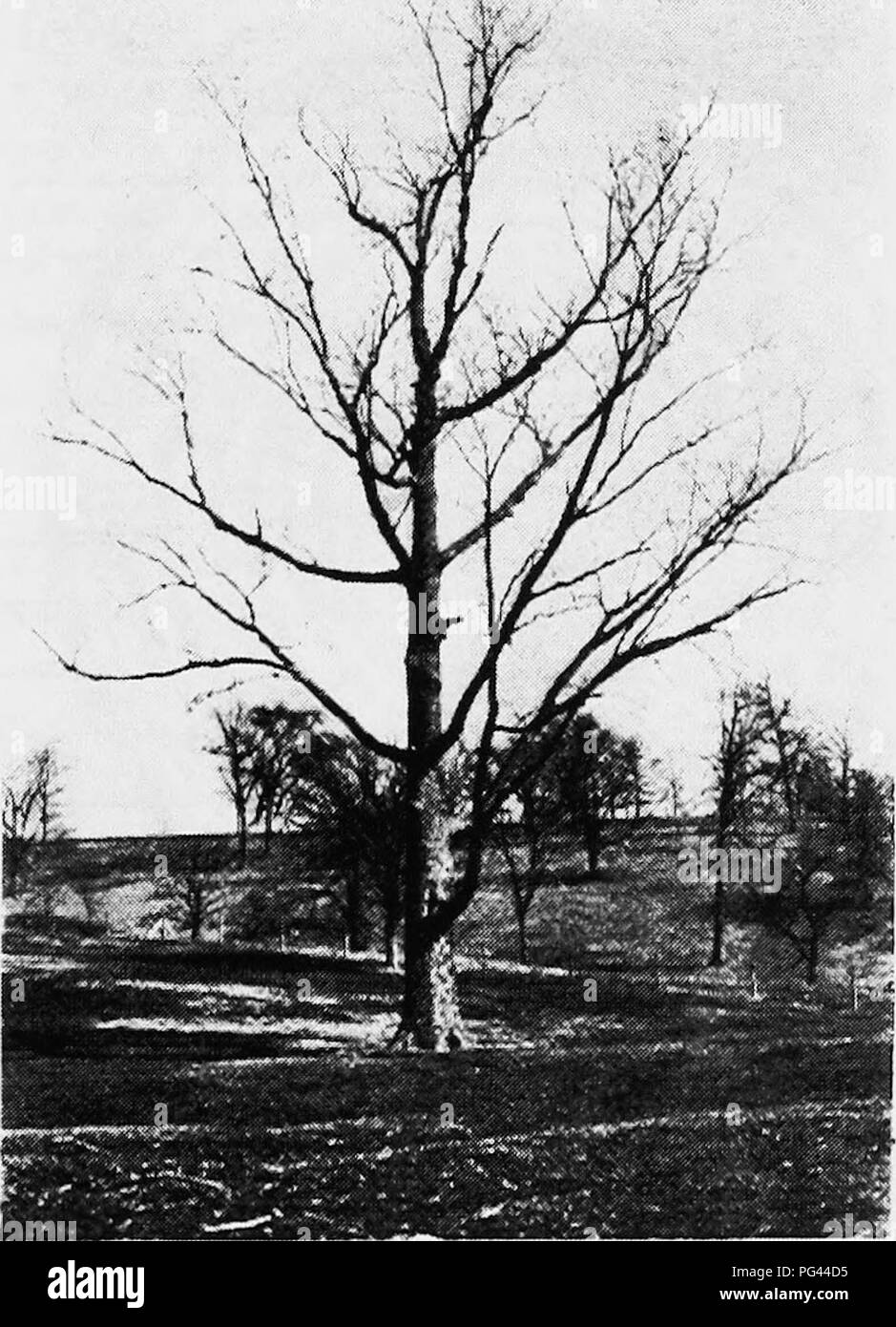 Sleigh belt for trees: will not let pests to the crown Sleigh belt for trees: will not let pests to the crown