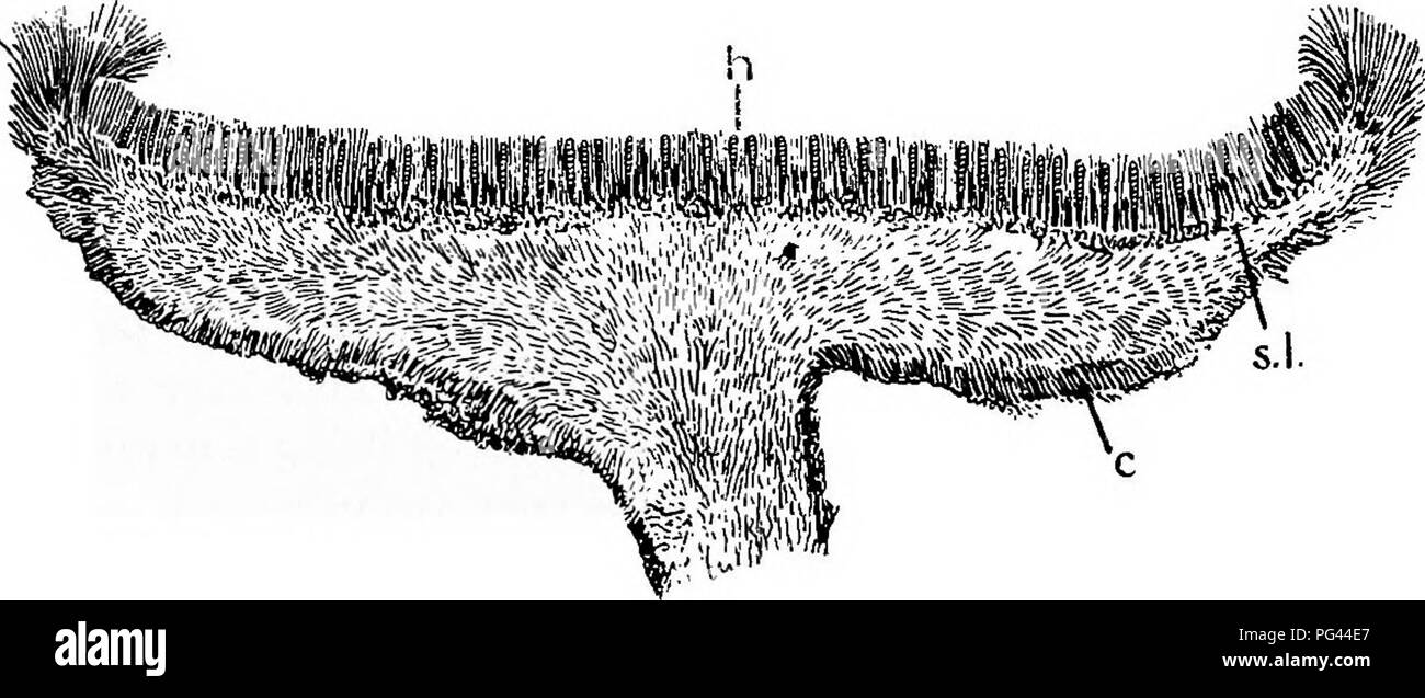 . The fungal diseases of the common larch . Larches. 38 THE LARCH CANKER A section through a ripe apothecium shows the lower portion, or excipulum, differentiated into two parts. The outer (lower) portion, or cortex (fig. 17, c), is composed of a mass of closely interwoven and rather swollen hyphae of firm texture. The middle portion is made up of hyphae which are much less closely interwoven. The hard cortex not only prevents loss of water from the apothecium, but also assists in closing it in dry weather. For on drying the central portion contracts more than the cortex, and this. Fig. 17.—Se Stock Photo