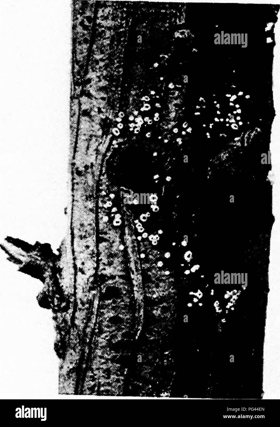 . The fungal diseases of the common larch . Larches. Fig. 15.—Apothecia of Dasyscypha calycina on dead larch stem (x f). Closed in dry weather.. Please note that these images are extracted from scanned page images that may have been digitally enhanced for readability - coloration and appearance of these illustrations may not perfectly resemble the original work.. Hiley, W. E. (Wilfrid Edward). Oxford : Clarendon Press Stock Photo