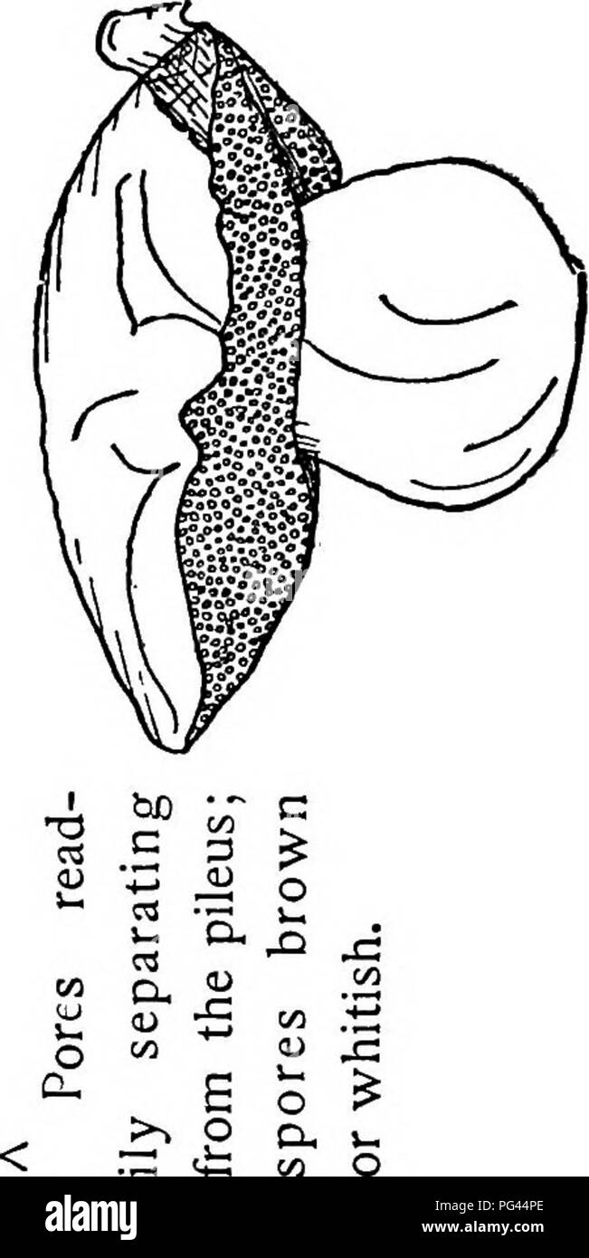 . The mushroom book. A popular guide to the identification and study of our commoner Fungi, with special emphasis on the edible varieties. Mushrooms; Cookery (Mushrooms); cbk. 2 E S ^ V-- 1^ y rrt OS 5^ E â¢- 3 â 11 cx o T3 -t-Â» OS a. o 00 CU. 2 *- c 4J &lt;U o 0- X rt E o. o 0) 3 C 3 O â o 44. Please note that these images are extracted from scanned page images that may have been digitally enhanced for readability - coloration and appearance of these illustrations may not perfectly resemble the original work.. Marshall, Nina L. (Nina Lovering). New York, Doubleday, Page &amp; Co. Stock Photo