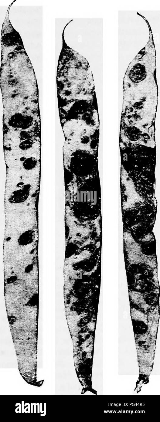 . A text-book of mycology and plant pathology . Plant diseases; Fungi in agriculture; Plant diseases; Fungi. FUNGI IMPERFECTI (dEUTEROMYCETES) 265. Fig. 107.—Anthracnose cankers on bean pods (Colletolrichum Lindemuthianum). {After Whetzel, H. H., Ball. 255, Cornell Agric. Exper. Stat.). Please note that these images are extracted from scanned page images that may have been digitally enhanced for readability - coloration and appearance of these illustrations may not perfectly resemble the original work.. Harshberger, John W. (John William), 1869-1929. Philadelphia : P. Blakiston's Son &amp; Co Stock Photo