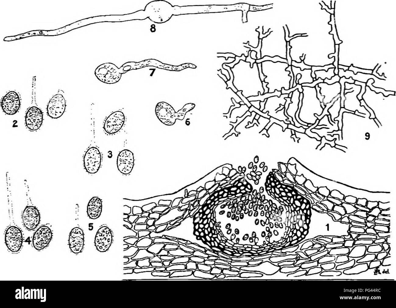 . A text-book of mycology and plant pathology . Plant diseases; Fungi in agriculture; Plant diseases; Fungi. 262 MYCOLOGY spores in Phoma are colorless and unicellular. The pycnidia are black with a terminal pore and depressed in the tissues of the host. The genus is arbitrarily limited to those species in which the spores are less than 15/4, for the larger spored forms have been placed in the genus Macrophoma. The most important species from the pathologic viewpoint are out of the iioo species recognized the^oUowing: Phoma beta is the cause of the heart rot and blight of beets. Phoma batata p Stock Photo