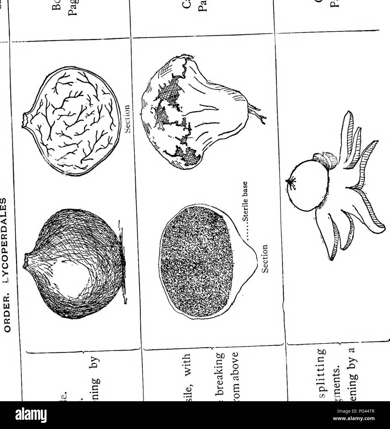 . The mushroom book. A popular guide to the identification and study of our commoner Fungi, with special emphasis on the edible varieties. Mushrooms; Cookery (Mushrooms); cbk. Key â¢ 00 Â«3 &lt;D a o m n CQ rt a- 0- . C a. â¢Â£ 3 ^ - -^ D S X3 -H 1-1 â 5 &amp;S o o E a. re C o E o E 3 &lt;a 28 8 Â« I- c D. '*- D o c o , 0^ tT) ri â 1-' cfl tÂ« D bO 0 C3 o.. bD rt C &gt;s +-&gt; e/5 â Q â¢*-' S bO C E c feX) a) a. C/3 0 E E 3 3 0 E t3 US T3 w a&gt; 0 c2i bO C C w. Please note that these images are extracted from scanned page images that may have been digitally enhanced for readability - colora Stock Photo