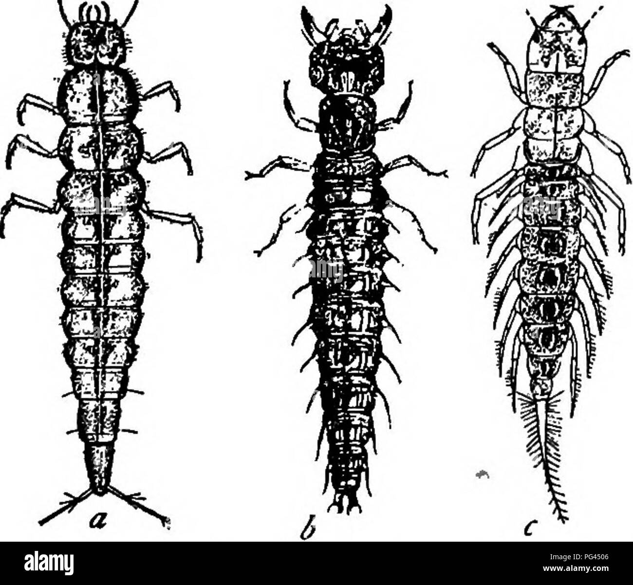 Giant water bug with a bug Black and White Stock Photos & Images Alamy