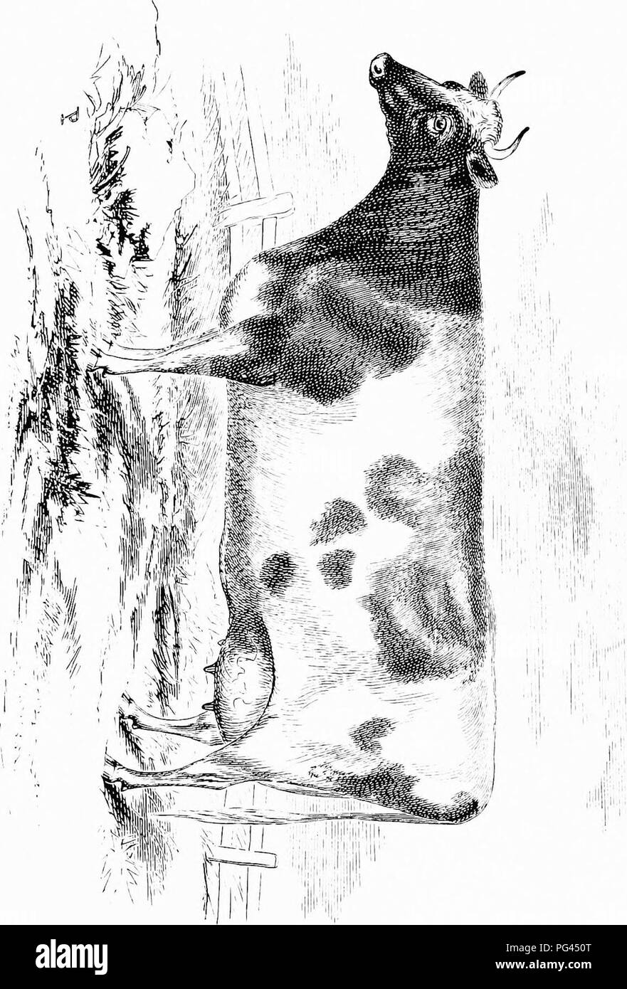 . The dairy cow : a monograph on the Ayrshire breed of cattle . Ayrshire cattle; Milk. . Please note that these images are extracted from scanned page images that may have been digitally enhanced for readability - coloration and appearance of these illustrations may not perfectly resemble the original work.. Sturtevant, E. Lewis (Edward Lewis), 1842-1898; Sturtevant, Joseph N. Boston : A. Williams and Company Stock Photo