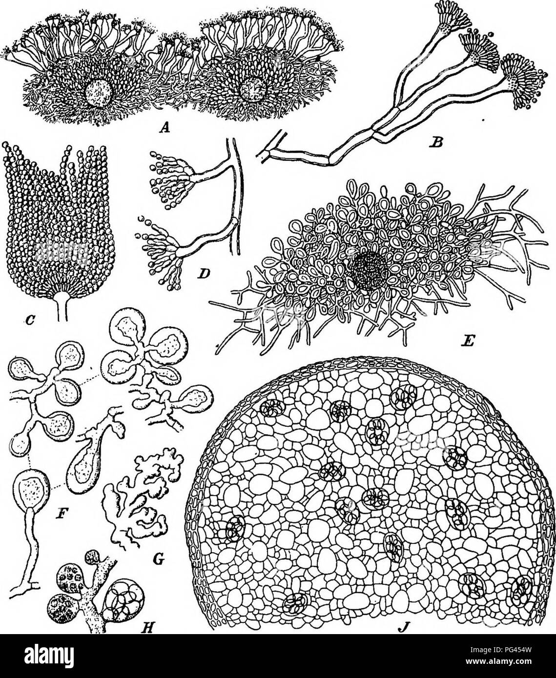 . A text-book of mycology and plant pathology . Plant diseases; Fungi in agriculture; Plant diseases; Fungi. 148 MYCOLOGY (Fig. sO has a copious literature. Lafar cites forty workers of recent date, who have studied it. The physician finds it as an occupant of. Fig. so.—Aspergillus nidulans. A, Mycelium with conidiophores; B, branched conidiophore; C, spore chains at end of conidiophore; D, small conidiophores; E, young fruit showing development of covering; F, hyphae with swollen ends; G, hypha from interior of fruit-body; H, hyphae with young asci; J, developing perithe- cium. {See Die nalii Stock Photo