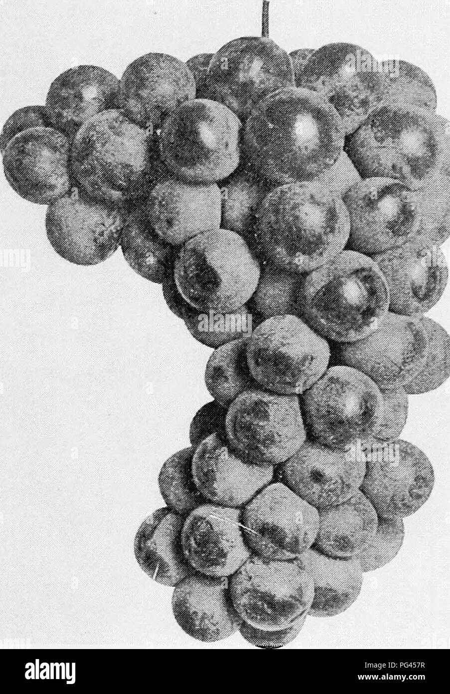 . The fruits of Ontario. Fruit-culture. 1905 FRUITS OF ONTARIO. 203 DELAWARE. Universally acknowledged to &quot;itand at the head of all American grapes in point of quality. For the home garden a few vines of this variety are indispensable, for it is the most excellent of dessert varieties. It is also one of the highest priced grapes in our markets, often bringing more than double the price of the Concord. It is however, not very much grown in our commercial vineyards, because the foliage is badly subject bo thrip and the yield is only moderate. On rich deep soils, well drained, however, with  Stock Photo