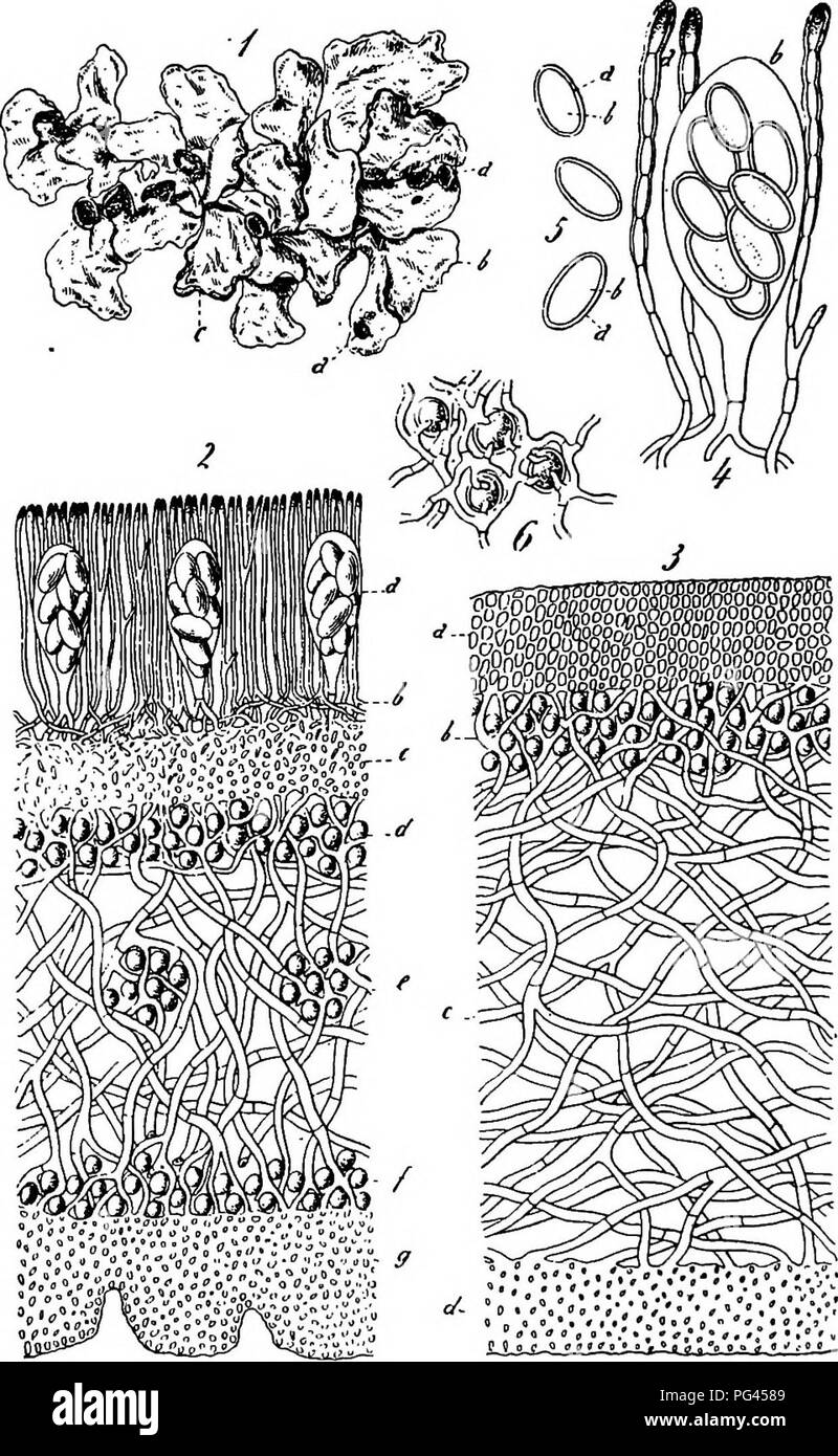 . A text-book of mycology and plant pathology . Plant diseases; Fungi in agriculture; Plant diseases; Fungi. 8o MYCOtOGY. Fig. 26.—A foliaceous lichen, Parmelia perlata. i, Plant slightly reduced in size; a, apothecia; b, lobe of thallus; c, patches of soredia; 2, longitudinal section of apothecium and cross-section of thallus; o, ascus; b, c, hypothecium; d. upper gonidial (upper algal) layer; e, medullary layer; /, lower gonidial layer; g, lower cortical layer; I, 3, cross-section of vegetative thallus. (From Gager. After Schneider.). Please note that these images are extracted from scanned  Stock Photo