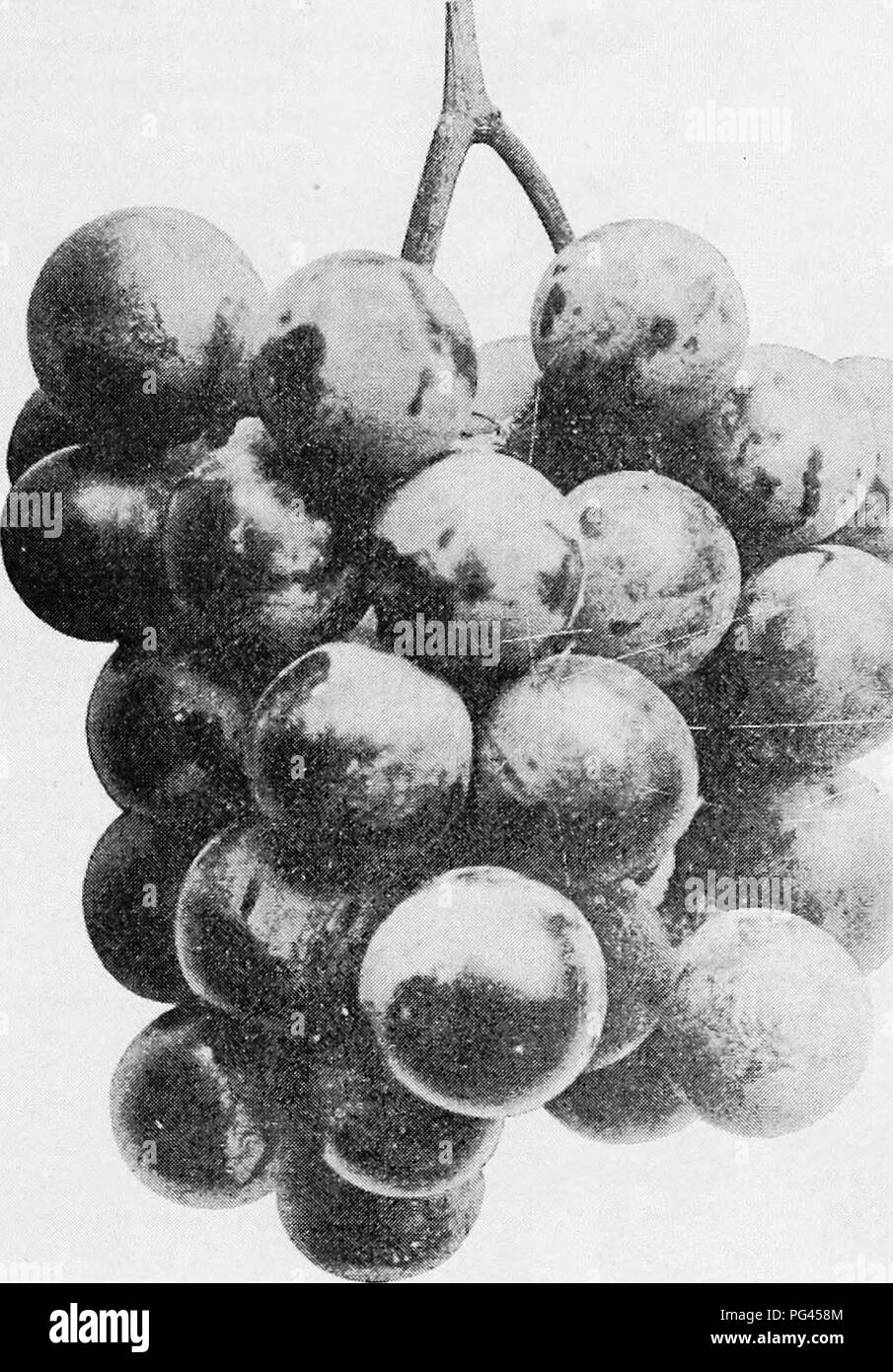 . The fruits of Ontario. Fruit-culture. 1905 FRUITS OF ONTARIO. 197 AGAWAM. {Rogers' 15). One of the leading varieties for profit, but in some sections subject to mildew and rot. Origin : 'by E. S. Rogers, Salem, Mass. Vine: a strong grower; very productive; self fertile; wood long jointed, stout, should have long pruning. Bunch : large, compact, shouldered. Behrt : large; skin thick; color brownish red. Flesh: tender; flavor sweet, sprightly, very good. Quality : dessert very good. Value : Market, first class. Season : soon after that of Concord.. Agawam. BARRY. {Eoaers' 43). An excellent exh Stock Photo