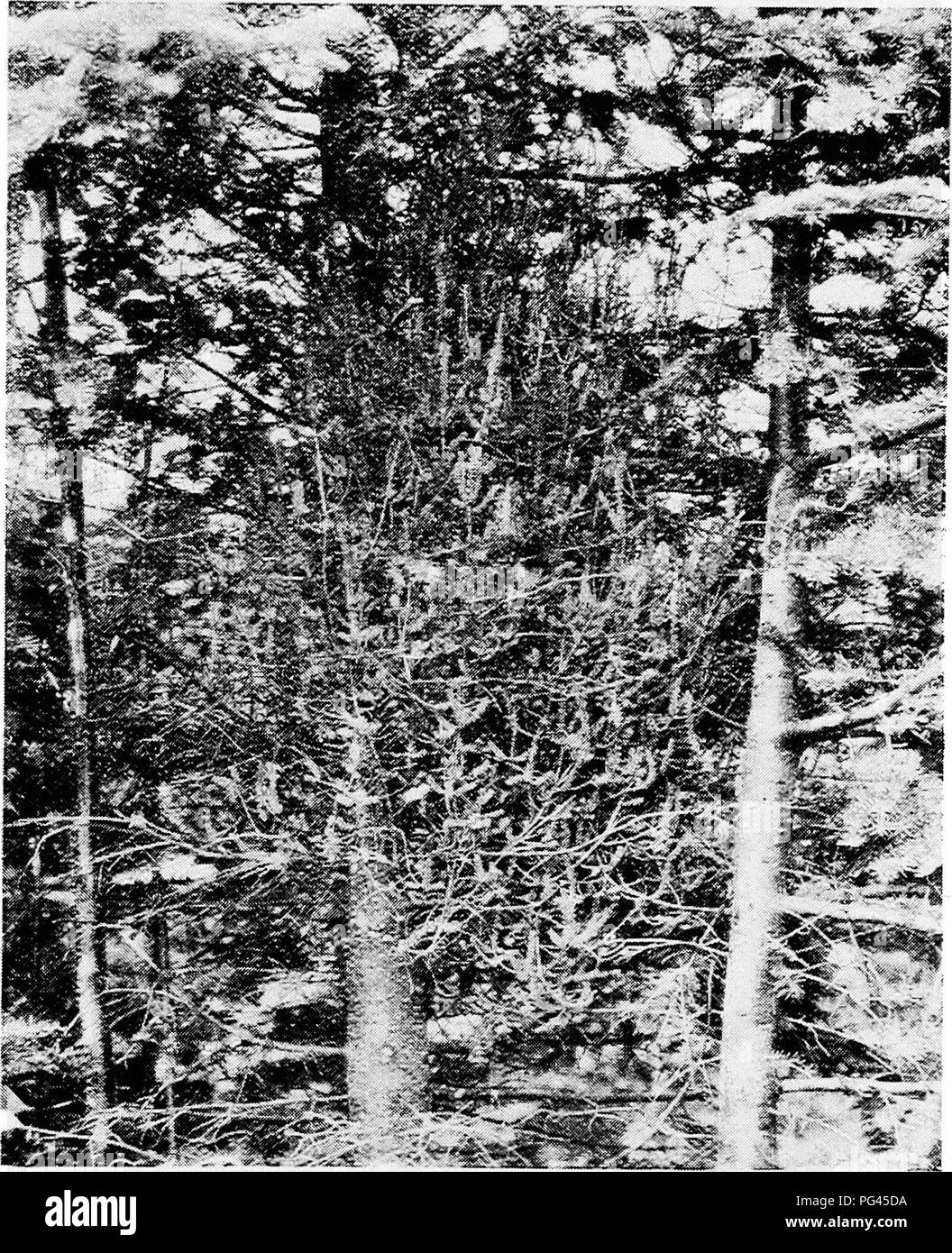 . Minnesota plant diseases. Plant diseases. Minnesota Plant Diseases. 53 ual, it is living parasitically on the remainder of the host plant. That the broom itself is not injured, but rather stimulated, in its growth is seen, by the production of such numerous and large-sized branches. But the ultimate effect upon the whole. Fig. 23.—Witches'-broom on balsam fir, caused by a rust fungus (Aecidium elatinuin). The branches of the broom are vertical instead of horizontal, as are the normal, un- diseased branches in the right of the picture. Original. plant is injurious because the normal balance o Stock Photo