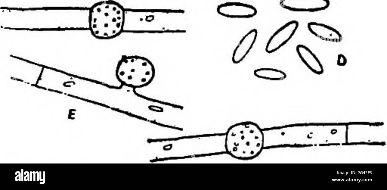 . The fungi which cause plant disease . Plant diseases; Fungi. Fia. 439.—Fusarium on corn. After Burrill and Bar- rett. Fig. 440.—F. vasinfectum. A. Macro- conidia. B. Portion of a hypha. C. A germinating macroconidium. After Reed. moniliform, 6-10 n long; macroconidia falcate, acute, usually 3-septate, 25-40 ix long. It causes molding of com.*™ Several other undetermined species have been isolated from com on which they occur as the cause of dry rot of the grain.&quot;&quot; A fusarium on banana is by Essed referred to Ustilaginoidella. See p. 214. F. vasinfectum Atk.^*&quot;&quot;'*' Hyphse  Stock Photo