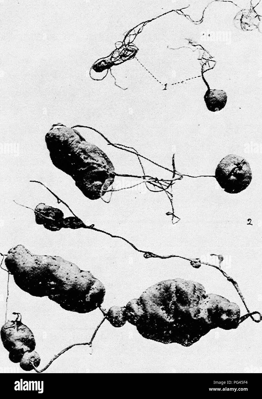 . Minnesota plant diseases. Plant diseases. Minnesota Plant Diseases. 13 size. Being limited in size, they often live for a long period through which they produce their reproductive bodies and thus compensate for lack of size. In some cases they produce dif- ferent kinds of spores at different seasons. Such is the case in the fungus which causes rust diseases of grains. The sapro- phyte, on the other hand, has often an unlimited supply of mate-. FlG- 3.—Strands and storage organs. 1. Strands of a stalked puff-ball (Tylostoma) with young fruiting bodies attached- 2. Strands and storage organs o Stock Photo