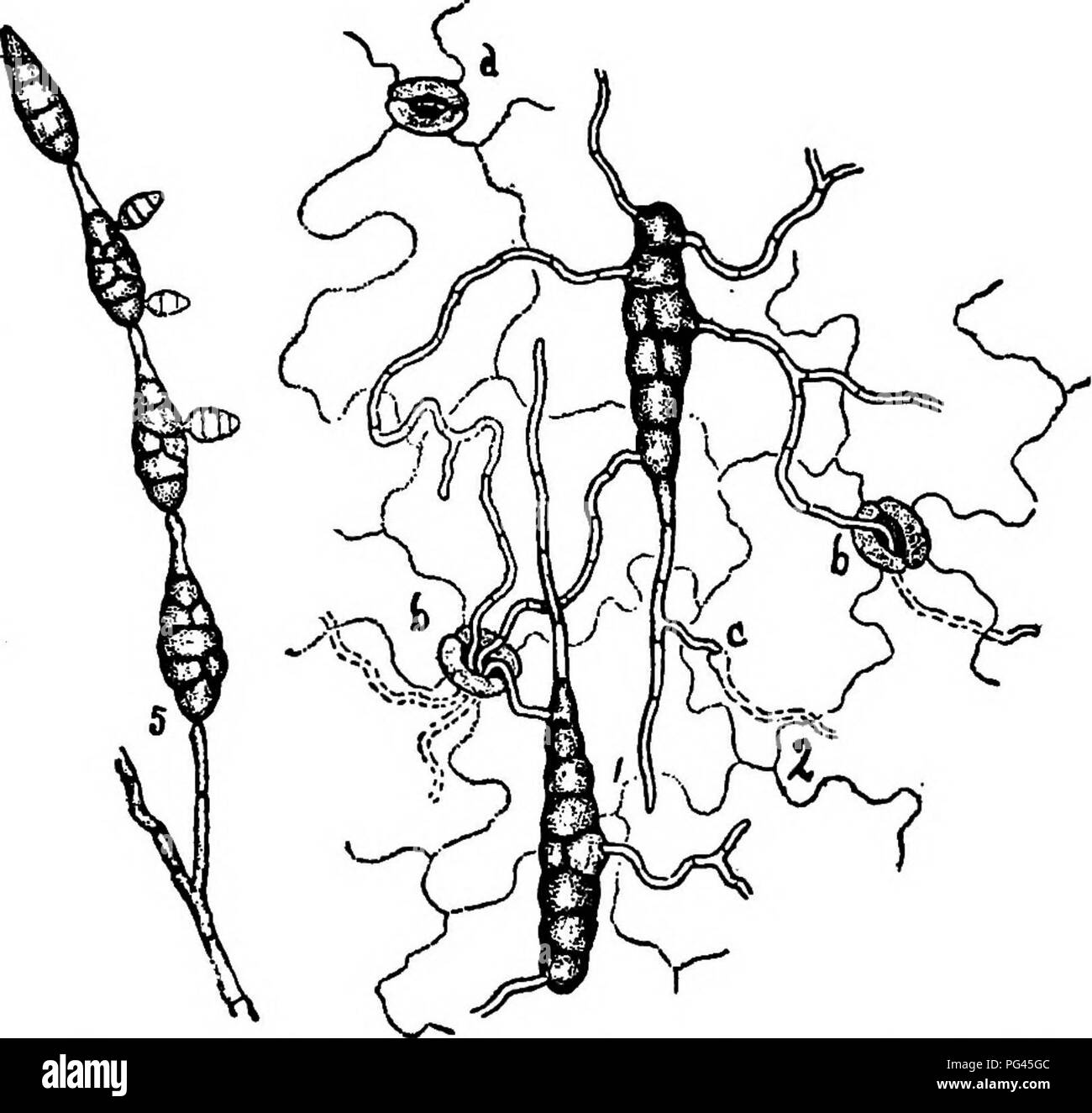 Alternaria solani Black and White Stock Photos & Images - Alamy