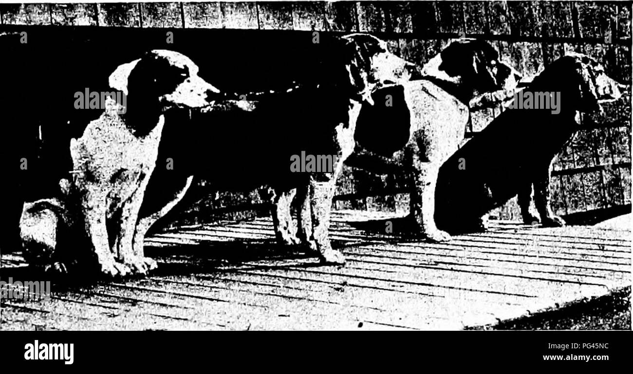 Windsor kennels sales