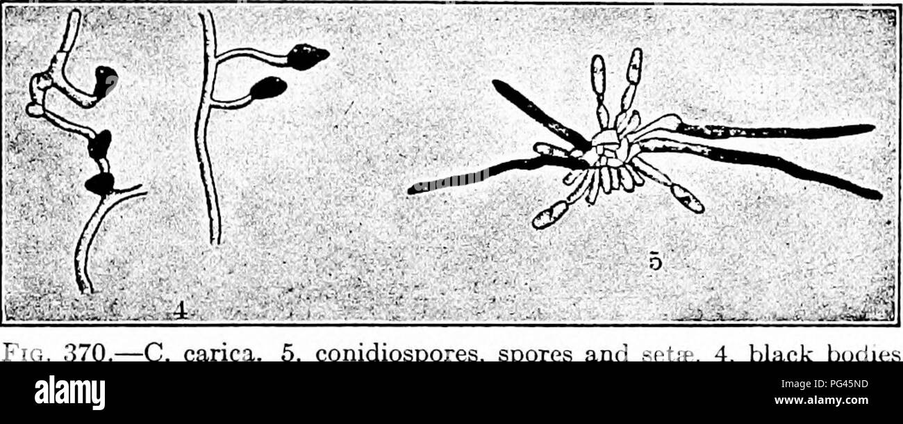 . The fungi which cause plant disease . Plant diseases; Fungi. THE FUNGI WHICH CAUSE PLANT DISEASE 549 C. carica S. &amp; H/-&quot;' «» Acervuli brown, becoming black, hemispherical, numerous, small, 85-250 m, bearing 1-12 (or often 0) long, slender, irregular setae which are dark throughout, acute, rigid, septate, 2-6 x 22- 106 IX, conidia regular, oblong, obtuse, 3.5-6.6 . 8.7-20; conidio- phores slender, 1-2 x 45 ;u, hyaline. It is the cause of a decay of figs in the United States. C. ampelinum Cav. is on grape leaves. C. glceosporioides Penz. Acervuli sparse or scarcely gregarious, subepi Stock Photo