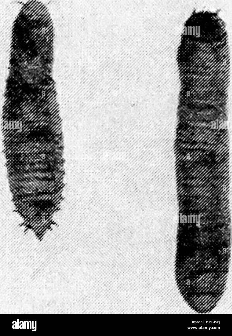 . Fungoid and insect pests of the farm. Agricultural pests. 146 Flies [CH.. Please note that these images are extracted from scanned page images that may have been digitally enhanced for readability - coloration and appearance of these illustrations may not perfectly resemble the original work.. Petherbridge, Frederick Robert. Cambridge : University Press Stock Photo