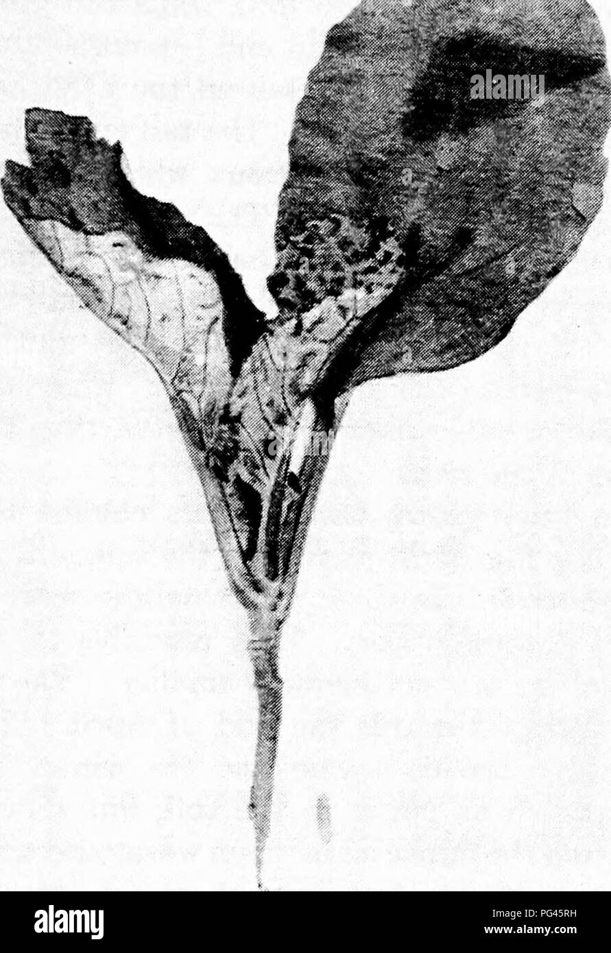 . Fungoid and insect pests of the farm. Agricultural pests. XI] Flies 141. Fig. 42. A cabbage plant which has been attacked by the cabbage root fly (Phorbia braaaicae). The maggot is shown at the side.. Please note that these images are extracted from scanned page images that may have been digitally enhanced for readability - coloration and appearance of these illustrations may not perfectly resemble the original work.. Petherbridge, Frederick Robert. Cambridge : University Press Stock Photo