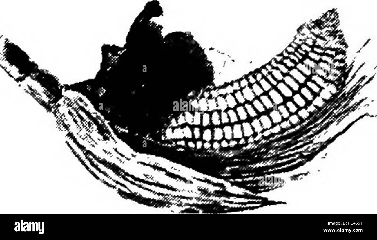 . Farm friends and farm foes : a text-book of agricultural science . Agricultural pests; Beneficial insects; Insect pests. 228 FARM FRIENDS AND FARM FOES With this malady the individual kernels of wheat are affected rather than the whole head. Such kernels appear whitish or bleached in contrast to the yellow of the healthy grains. Corn Smut and Onion Smut The curiously swollen kernels on ears of Indian corn affected by the Smut are probably familiar to every boy or girl brought up in the country. The swelling is due to the growth of a parasitic fungus that develops among the grow- ing tissues, Stock Photo