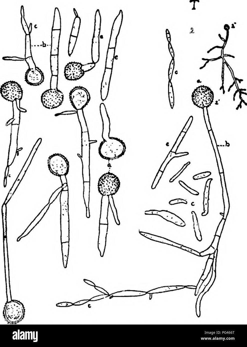 This text explains the role of fungi in causing plant diseases ...