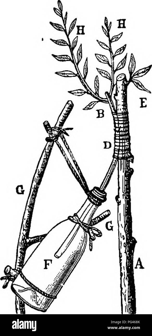 . The propagation of plants ; giving the principles which govern the development and growth of plants, their botanical affinities and peculiar properties; also, descriptions of the process by which varieties and species are crossed or hybridized, and the many different methods by which cultivated plants may be propagated and multiplied . Plant propagation. Fig. 91. BOTTLE GKAPTISG. Fig. 92. BOTTLE GSAPTINQ, MODIPrED. a thin wedge and thrust into the cleft and held in place with the ligature of bass. This form of side graft is usually employed in what is called herbaceous grafting, as used in g Stock Photo