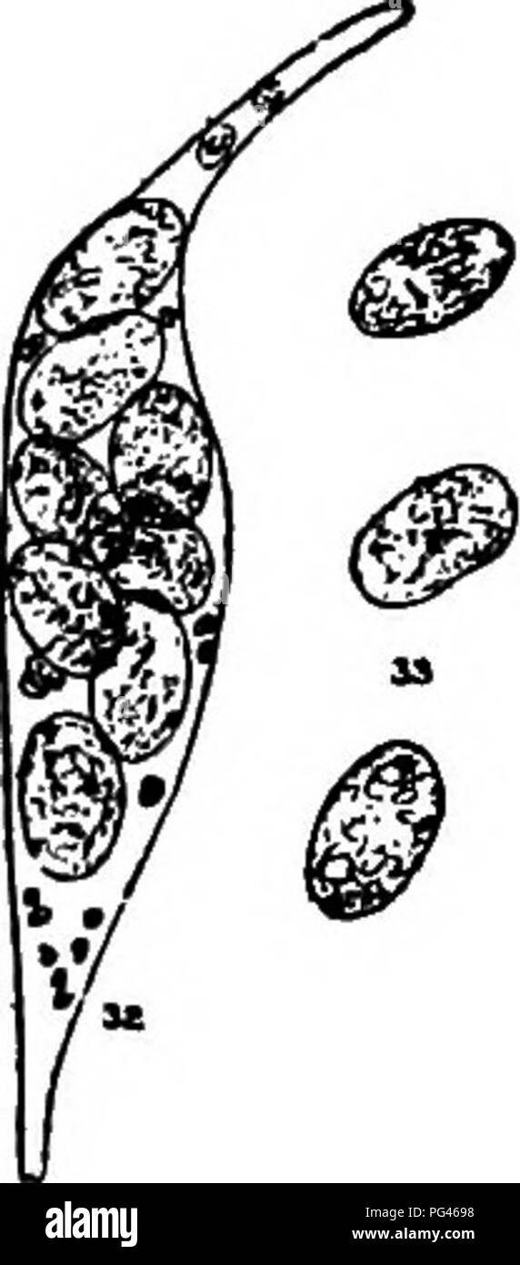 . The fungi which cause plant disease . Plant diseases; Fungi. 280 THE FUNGI WHICH CAUSE PLANT DISEASE Spores more than 2-celled Spores hyaline Spores elongate, multicellular 6. Calospora, p. 280. Spores fusiform, multicellular 7. HolstieUa. Spores brown Spores elongate, multicellular; asci 8 or 4-spored 8. Pseudovalsa, p. 28L Spores long-cylindric, very large, asci 1-spored 9. Titania. Calospora Saccardo One species, C. vanillae Mas., reported as causing a Vanilla trouble,'*' is perhaps identical with Gloeosporium vanillse C. &amp; M. Cryptosporella Tulasne (p. 279) Stroma valsoid, pustulifor Stock Photo