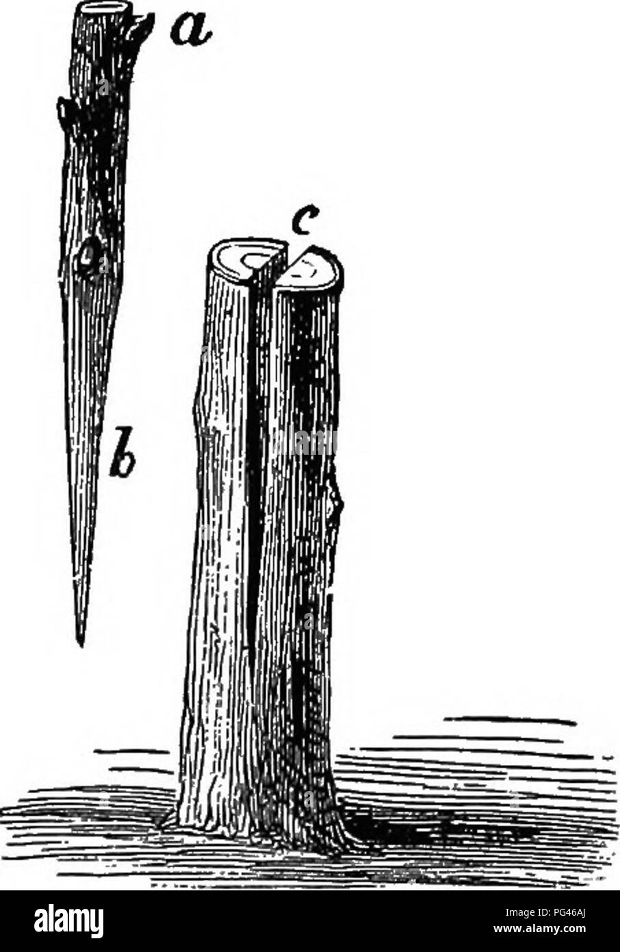 . The propagation of plants ; giving the principles which govern the development and growth of plants, their botanical affinities and peculiar properties; also, descriptions of the process by which varieties and species are crossed or hybridized, and the many different methods by which cultivated plants may be propagated and multiplied . Plant propagation. PROPAGATION BY GBAFTING. 205 the operation are seldom or never entirely obliterated. It is, howeTsr, extensively employed in re-grafting old orchards, and in utilizing large stocks, in order to obtain bearing trees in less time than if small Stock Photo