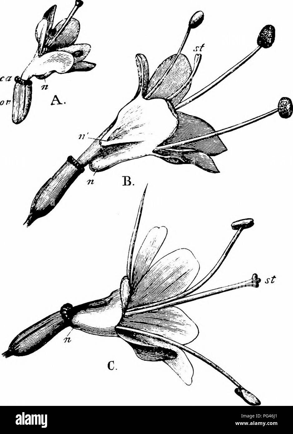 Handbook Of Flower Pollination Based Upon Hermann Mu Ller S Work The Fertilisation Of Flowers By Insects Fertilization Of Plants 552 Angiospermae Dicotyledones Stocks Bear Large Markedly Protandrous Hermaphrodite Flowers Others Small