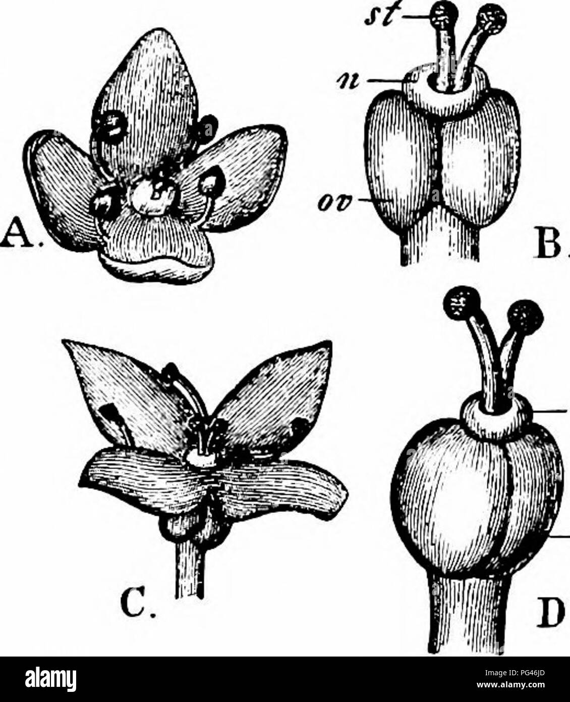 . Handbook of flower pollination : based upon Hermann Mu?ller's work 'The fertilisation of flowers by insects' . Fertilization of plants. 544 ANGIOSPERMAE—DICOTYLEDONES MacLeod (Pyrenees) observed a variety of this species (possibly G. Lapeyrou- sianum) to be visited by a beetle, 3 Muscids, and 3 Syrphids. He describes it as belonging to flovifer class C, while the other species of Galium belong to E. 1247. G. verum L.xG. Mollugo L. ( = G. ochroleucum Wolf.). (Knuth, ' Weit. Beob. u. Bl. u. Insekt. a. d. nordfr. Ins.,' p. 235.)—In the island of Sylt (2. 7. '93) I have seen numerous insects vis Stock Photo