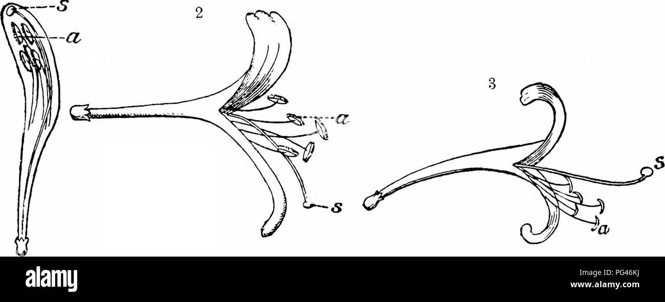 . Handbook of flower pollination : based upon Hermann Mu?ller's work 'The fertilisation of flowers by insects' . Fertilization of plants. CAPRIFOLIACEAE 531 7 and 8 p. m.: the filaments have meanwhile curved downwards, and their anthers shrivelled so much as to look like little withered hooks. The flower has now reached its second, purely female, stage. The style projects forwards above the stamens, which, as already stated, are now curved downwards, and its tip has bent a little upwards. It follows that the stigma now dominates the entrance to the flower (Fig. 175, 3), and a visiting hawk-mot Stock Photo